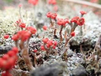 tiny but stunningly beautiful cigarette lichen